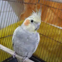 طوطی عروس هلندی