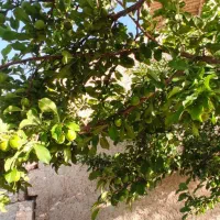 زمین 2400 متر داخل طرح هادی