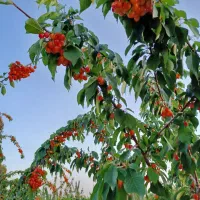 زمین کشاورزی باسنده تک برگ فنس کشیده شده