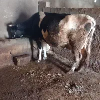 ماده گاو