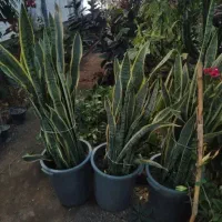 گل سانس ابلق