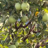 باغ ۱۰۰۰ متری دالین