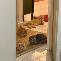 استخدام نیروی نظافت منزل