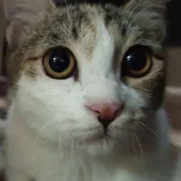 گربه گمشده مژدگانی خوب