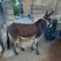 حیوانات مزرعه