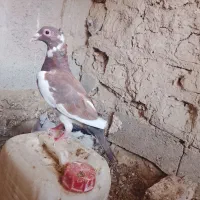 پلنگ سرخ کاکل جوانه
