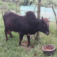گاو نر