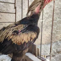 خروس لاری