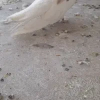 کبوتر نوک قنار