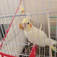 یک جفت عروس هلندی دستی و رام