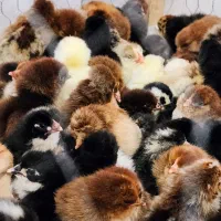 پیش فروش جوجه محلی