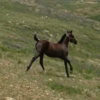 کره مادیان کرد سر ودم گیر معاوضه