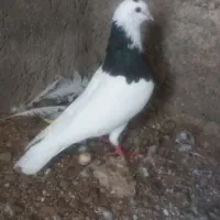 کبوتر طوقی