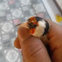 2عدد سهره دورگ و 1 عدد رسمی