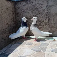 کبوتر جفت طوق سبز با جوجه طوق سبز