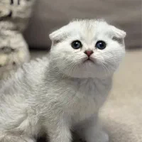 گربه اسکاتیش بریتیش مجموعه کت سیتی