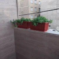 گل نو