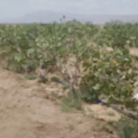 خریداراب از چاه زمزم سعدابادشاهرود