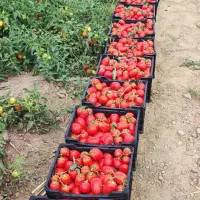 گوجه فرنگی
