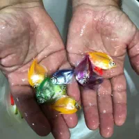 حراج ماهی زینتی کالر فایتر گوپی زبرا  و..