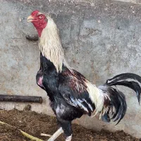 خروس و مرغ