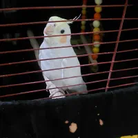 عروس هلندی نر
