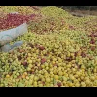 خریدار سیب پا درختی به قیمت مناسب