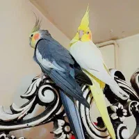 عروس هلندی جفت   مولد خاطر جمع ب شرط جوجه دستی