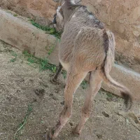 الاغ