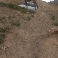 سگ گله ونگهبان