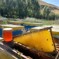 عسل طبیعی و درمانی
