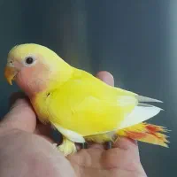 طوطی برزیلی جوجه دستی اوپال