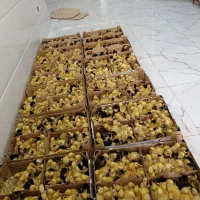 فروش اردک پکنی یک روزه +قیمت رقابتی