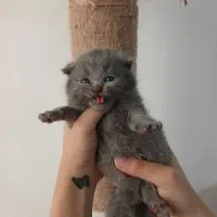 اسکاتیش و بریتیش بلو