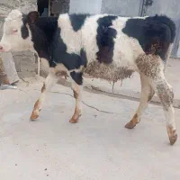 گوساله نر سیمینتال گاو