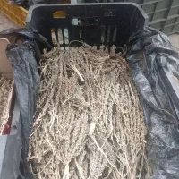 خوشه گرده نخل برای ناباروری