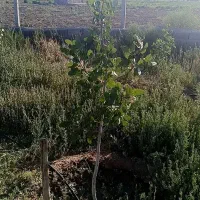 زمین