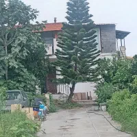 کاج مطبق