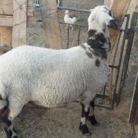 بره|حیوانات مزرعه|میبد, |دیوار
