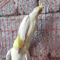 عروس هلندی