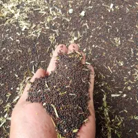 دانه کلزا جهت روغن کشی