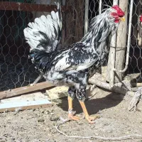 خروس گلین بدون قلط