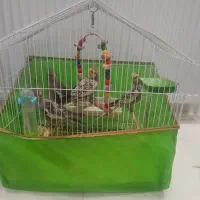 عروس هلندی