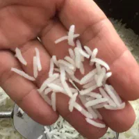 برنج طارم ایرانی