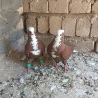 کبوتر