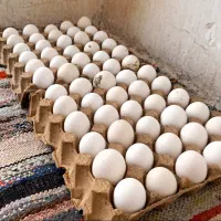 تخم نطفه دار مرغ گلین طوسی و سفید