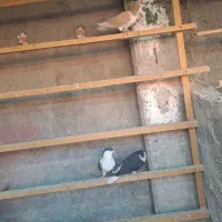 کفتر خوش رنگ