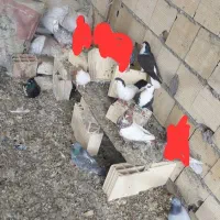 کبوتر|پرنده|مشهد, نوده|دیوار
