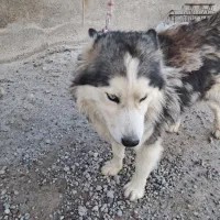 واگذاری هاسکی  دوساله اصیل