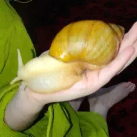 یک عدد حلزون خوب و درشت